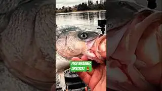 Розовогубый полосатый окунь... но зачем!? 🎣💄 #рыбалкаскаяки #полосатыйокунь #короткоевидео