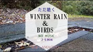 Winter Rain and Birds in Japan | Fixed Camera, No Music (25 min)