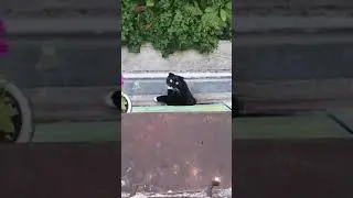 amazing cat 😺 🤣 #shorts #popcornshorts