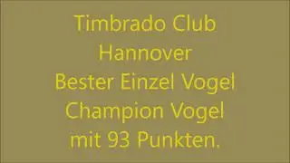 Kanarienvogel singt. Champion Sänger. Kanarie zingt. Canary sings. Spanischer Timbrado Classico.
