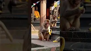 Close-Up Monkey Eating Banana at Pashupatinath#shorts