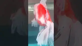 IKAN MAS KOKI ORANDA JUMBO MERAH PUTIH