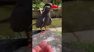 The Inca Tern Bird 🕊️❤️