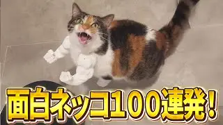 【2ch動物スレ】ネッコがマッチョに憧れた結果...→そうはならんやろｗｗ