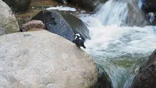 White capped Dipper