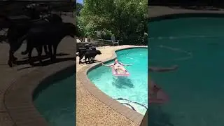 RARE Dog Shark Attack CAUGHT on Camera! #SharkWeek #Shorts