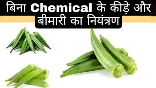 Organic Bhindi farming, Insect and disease control | भिण्डी की जैविक खेती | Okra