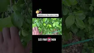 🎥 ✅ 🍑 Plum Tree Update | How Our Tree is Growing & Fruiting This Season 🌿 |  #Garden #Allotment
