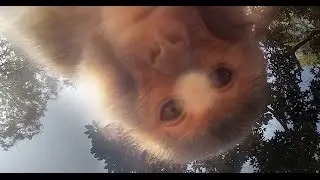 Monkeys Stealing My Bananas... | ADVENTURE KATZ