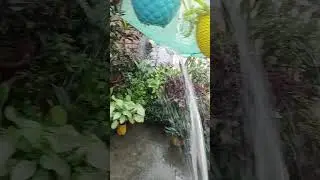 #viralshort #summer me plants showering #happy #wateringtips
