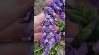 purple dragon  - подвижный дракончик 50 см #asmr #toys #cute #асмр #3dprinted #dragon #purple