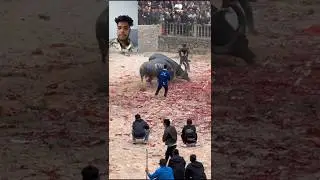 Bull King Contest: 🐂 Brave, Strike Head-on #Bullfighting #BullfightingEnthusiasts