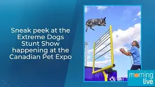 Sneak peek at the Extreme Dogs Stunt Show happening at the Canadian Pet Expo
