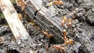 European fire ant - Myrmica rubra  - Maurar - Eldmaurar - Maurab&uacute; - Sm&aacute;s&aelig;i heimurinn