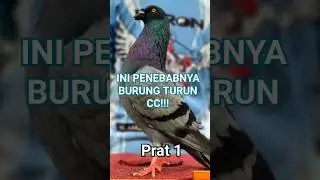 INI PENYEBAB BURUNG TURUN CC!!! #merpatikolong #merpati #teambaron #baronofficial #tips