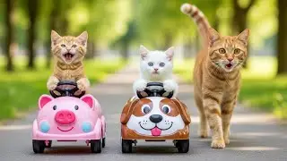 Mama Cat Walks Beside Her Kitten After a Bicycle Fall