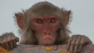 funny video Naughty Monkey.....
