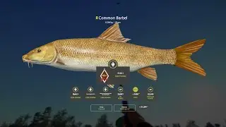Trophy Common Barbel 8.204kg - RF4 Trophies - RF4