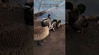 Goose Breaks Up Duck Fight