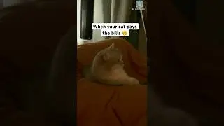 Turn off the tv when the cat was watching 🤣 #shorts #cat #catlovers