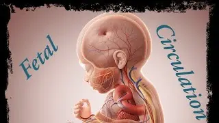 Fetal Circulation 