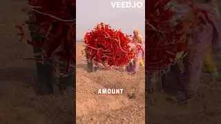 World's MOST EXPENSIVE spice!