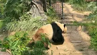Macao Giant Panda Pavilion Vid3 seac pai van park