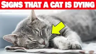 Signs of a Dying Cat: What Every Owner Must Recognize