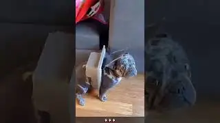 Hilarious Frenchie Puppy Compilation! 😂🐶 #FrenchieLove #FunnyPets #PuppyOverload