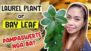 Caretips para sa Laurel o Bay Leaf