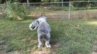 Old English Sheepdogs Riley and Quincy playing