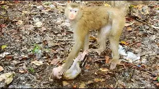Real of Mother Monkey Luna Have Stress With the Atmosphere Surrounding her like Libby Before.