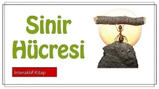 Sinir Hücresi (Nöron) #sayfa 12