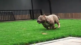 COLOR BOMB BULLIES MUTANT 1, Muscletone Nemesis son, Beanstock grandson, extreme bully!