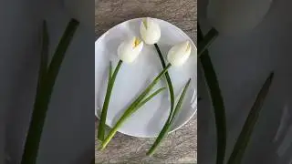 Creative Egg Flowers 🥚🌷Food Art Decorations #shorts #foodart #egg #food #art #chef #flowers #diy