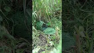 Jebak burung ruak ruak
