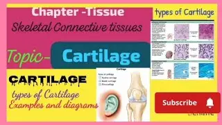Cartilage, Types of Cartilage, Cells of Cartilage- chondroblast, chondrocyte, chondroclast, its Role