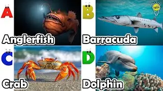 ABC Sea Animals song | Learn Alphabets | English and Animals for Kids | #anglerfish