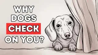 Why Does Your Dog Keep Checking In on You? (The Reason Will Surprise You)