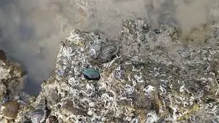 Shells at Mumbai beach🔱