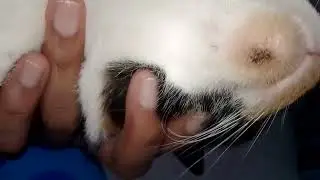 Duggu got little scratching injury on her chin