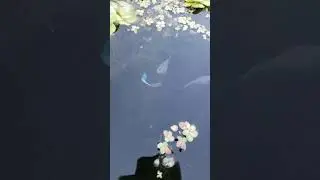 Blue grass guppy trio in outdoor pond