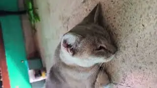 #catpregnancy #catloves #catvideos