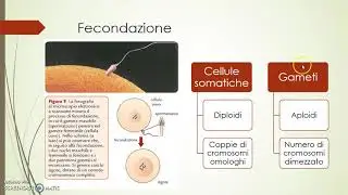 Gameti e mitosi
