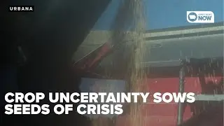 Soybean crop uncertainty sows the seeds of looming crisis