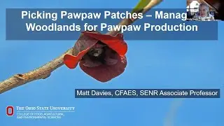 Picking Pawpaw Patches -Managing Woodlands for Pawpaw Production -February 2021