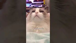 Маленькая щель в ящике &mdash; это катастрофа в доме владельца кошки #кошка #рэгдолл