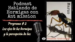 Podcast Hablando de hormigas con Ant mission programa # 2