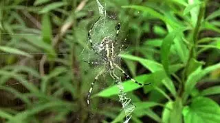 ナガコガネグモ（Argiope bruennichi）の隠れ帯（stabilimentum）