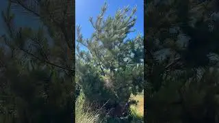 Monterey pine (pinus radiata) #montereypine #pinetree #pinetrees #pines #pine